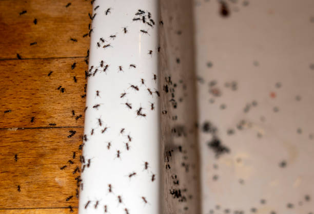 Spider Control Near Me in Ottawa, OH