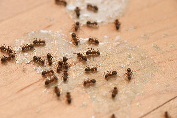 Best Pest Control for Businesses  in Ottawa, OH